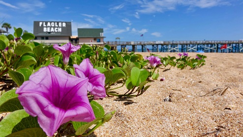 Freedom at Sawmill Branch in Palm Coast, Florida